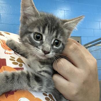 Shamrock -  Domestic Short Hair Cat for Adoption in Montgomery, Alabama - Shamrock | PetCurious