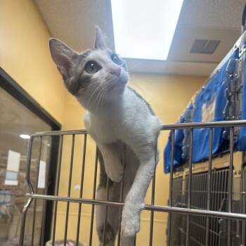Kiwi -  Domestic Short Hair Cat for Adoption in Lakewood, California - Kiwi | PetCurious
