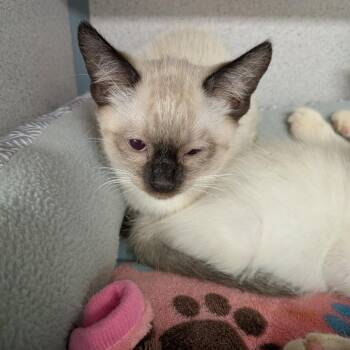 Harry #2 -  Domestic Short Hair Cat for Adoption in Greenville, Pennsylvania - Harry #2 | PetCurious