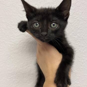 Twist -  Domestic Short Hair Cat for Adoption in Port Charlotte, Florida - Twist | PetCurious