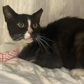 Tucs -  Domestic Short Hair Cat for Adoption in Dickinson, Texas - Tucs | PetCurious
