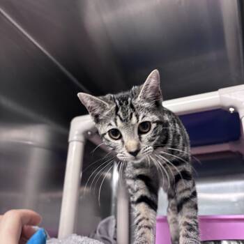 Nina -  Domestic Short Hair Cat for Adoption in Marion, North Carolina - Nina | PetCurious