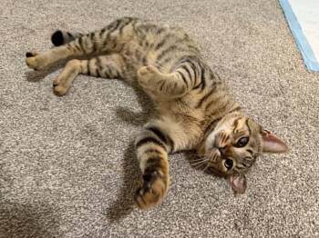 Teddy -  Domestic Short Hair Cat for Adoption in Stratford, Ontario - Teddy | PetCurious