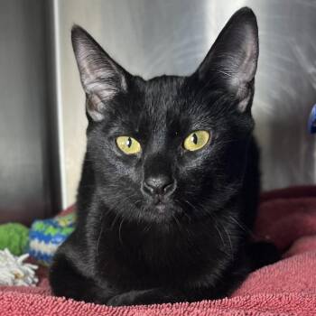 Pia -  Domestic Short Hair Cat for Adoption in Palm Springs, California - Pia | PetCurious