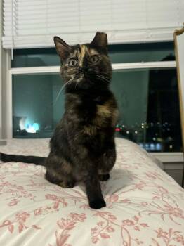 Tigress -  Domestic Short Hair Cat Available for Adoption in Tucson, Arizona - Tigress | PetCurious
