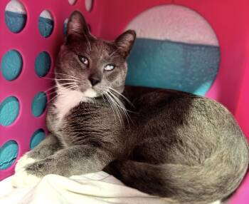 Lou -  Domestic Short Hair Cat for Adoption in Long Beach, New York - Lou | PetCurious