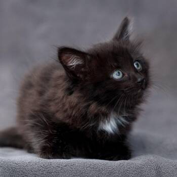 Domestic Medium Hair Cats Available for Adoption in Sunnyvale, California - Bissell | PetCurious