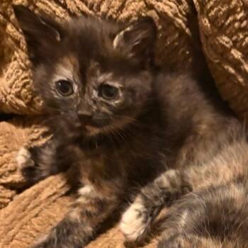 Lucy -  Domestic Short Hair Cat for Adoption in Westminster, California - Lucy | PetCurious
