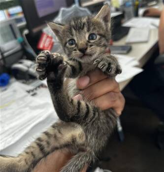 TRAVIS -  Domestic Medium Hair Cat for Adoption in Dallas, Texas - TRAVIS | PetCurious