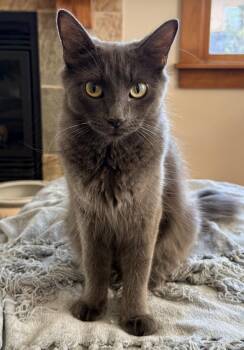Bandit -  Russian Blue and Domestic Medium Hair Cat for Adoption in San Diego, California - Bandit | PetCurious