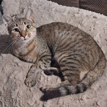 Pip -  Tabby Cat for Adoption in Penns Grove, New Jersey - Pip | PetCurious