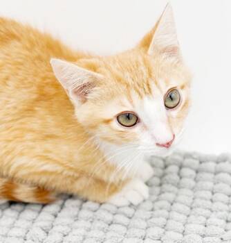 Tabby and Turkish Van Cats Available for Adoption - Jacob Is Nothing Less Than ADORABLE! | PetCurious