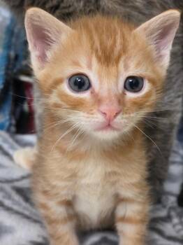 Georgie -  Domestic Short Hair Cat for Adoption in Carthage, Missouri - Georgie | PetCurious