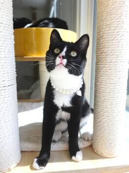 Genesis -  Domestic Short Hair Cat for Adoption in Villa Park, California - Genesis | PetCurious