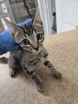 Rescue Domestic Short Hair Cats for Adoption in Killeen, Texas - SPOOKY | PetCurious