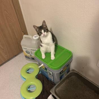 Harley -  Domestic Short Hair Cat for Adoption in Rochester, Washington - Harley | PetCurious