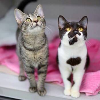 Rescue Domestic Short Hair Cats for Adoption in Atlanta, Georgia - Bad Bunny | PetCurious