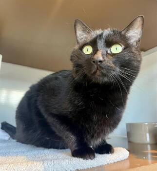 Rescue Domestic Short Hair Cats for Adoption in San Francisco, California - LOU | PetCurious
