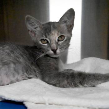 Rescue Domestic Short Hair Cats for Adoption in West Palm Beach, Florida - Pidge | PetCurious