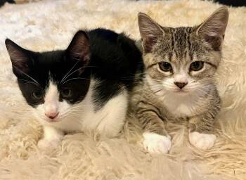Michelle & LG -  Tabby and Tuxedo Cat for Adoption in The Dalles, Oregon - Michelle & LG | PetCurious