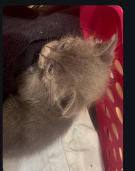 Chipper -  Domestic Medium Hair Cat Available for Adoption - Chipper | PetCurious