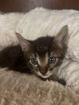 Rescue Domestic Short Hair Cats for Adoption in Paulina, Louisiana - Eddie | PetCurious