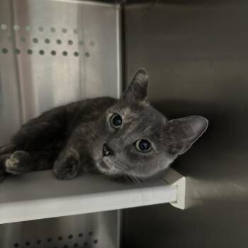 Hazel -  Domestic Short Hair Cat for Adoption in Clavet, Saskatchewan - Hazel | PetCurious