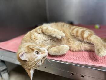 Domestic Short Hair Cats Available for Adoption in Hilton Head Island, South Carolina - Lance | PetCurious