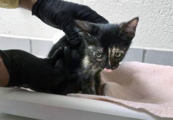 Jenn -  Domestic Short Hair Cat for Adoption in Nashville, Tennessee - Jenn | PetCurious