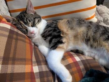 Waffles -  Domestic Short Hair Cat for Adoption in Cleburne, Texas - Waffles | PetCurious