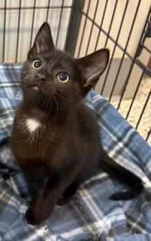 Rescue Domestic Short Hair Cats for Adoption in Columbia, Tennessee - Rosita | PetCurious