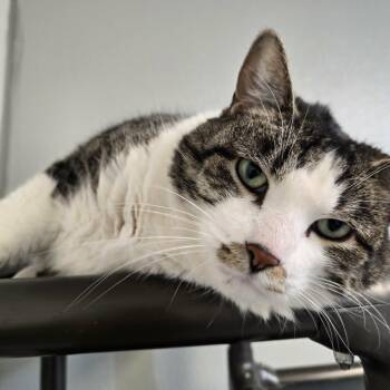 Domestic Short Hair Cats Available for Adoption in Watertown, Wisconsin - Merlin | PetCurious