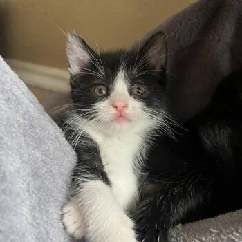 Domestic Medium Hair Cats Available for Adoption in San Antonio, Texas - Bella | PetCurious