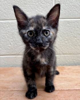 Elvira -  Domestic Short Hair Cat for Adoption in Novato, California - Elvira | PetCurious