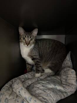 Rescue Domestic Short Hair Cats for Adoption in Peconic, New York - Stick | PetCurious