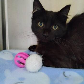 PUZZLE -  Domestic Short Hair Cat for Adoption in Alameda, California - PUZZLE | PetCurious