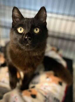 Domestic Short Hair Cats Available for Adoption - Chupey | PetCurious