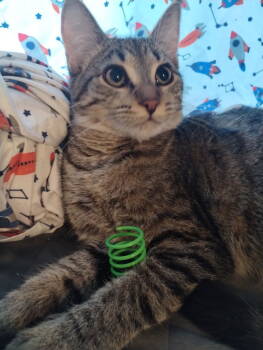 Rescue Domestic Short Hair Cats for Adoption in Battle Ground, Washington - Cosette | PetCurious