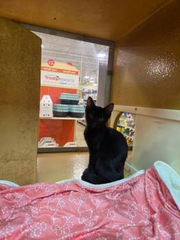 Rebbie -  Domestic Short Hair Cat for Adoption in Town 