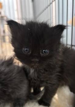 Dudlee 630-26 -  Domestic Medium Hair and Domestic Short Hair Cat for Adoption in Cumming, Georgia - Dudlee 630-26 | PetCurious
