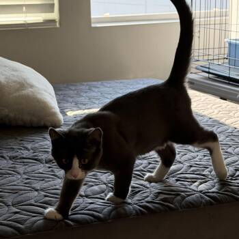 Bobo -  Domestic Short Hair Cat for Adoption in Spokane, Washington - Bobo | PetCurious