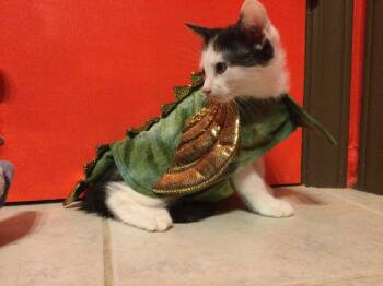 Lucas -  Domestic Short Hair Cat for Adoption in Raleigh, North Carolina - Lucas | PetCurious