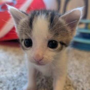 Kakapo -  Domestic Short Hair Cat for Adoption - Kakapo | PetCurious