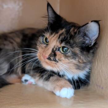Candy -  Domestic Medium Hair Cat for Adoption in Spokane, Washington - Candy | PetCurious