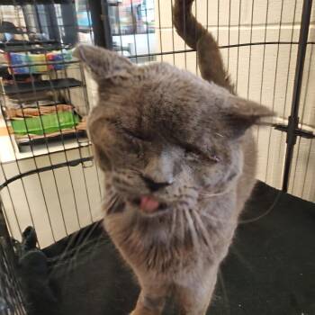 Domestic Short Hair Cats Available for Adoption - Stark | PetCurious