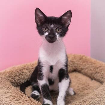 Tully -  Domestic Short Hair Cat for Adoption in St. Augustine, Florida - Tully | PetCurious