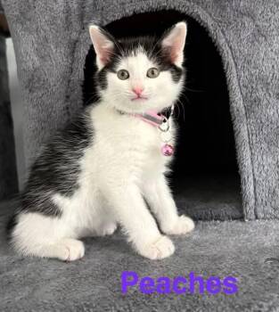 Domestic Short Hair Cats Available for Adoption in Charlotte, North Carolina - Peach | PetCurious