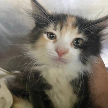 Penelope -  Domestic Short Hair Cat for Adoption in Dayton, Ohio - Penelope | PetCurious
