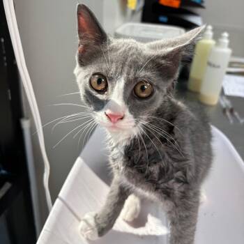 Gunter -  Domestic Short Hair Cat for Adoption in Columbiana, Alabama - Gunter | PetCurious
