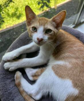 Rescue Domestic Short Hair Cats for Adoption in Magnolia, Texas - Chester | PetCurious